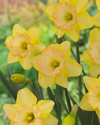 Narcissus 'Alexis Beauty' Narcissus 'Alexis Beauty'