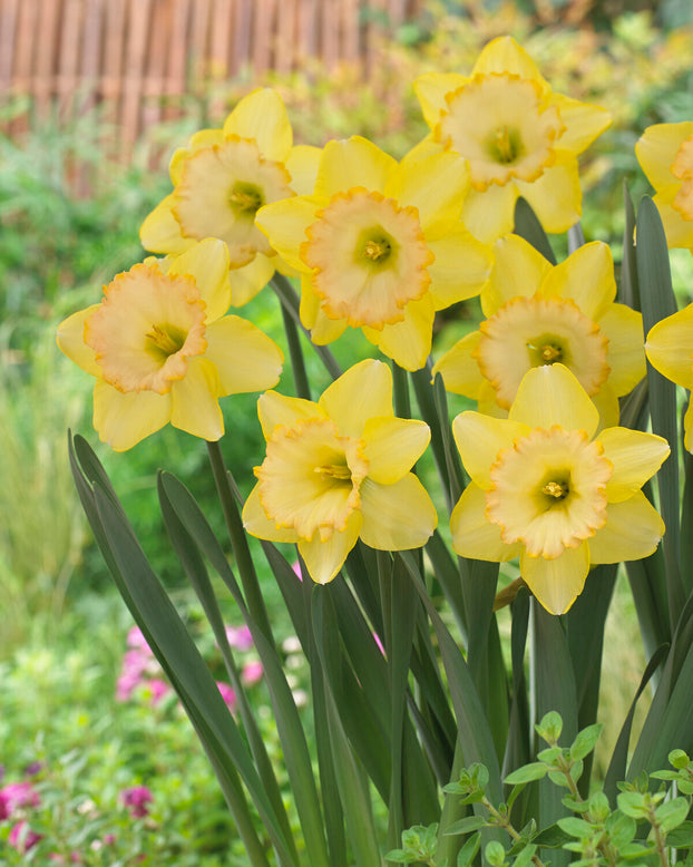 Narcissus 'Alexis Beauty'