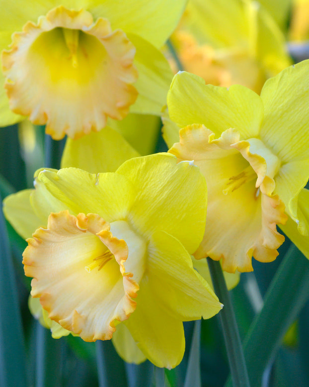 Narcissus 'Alexis Beauty'