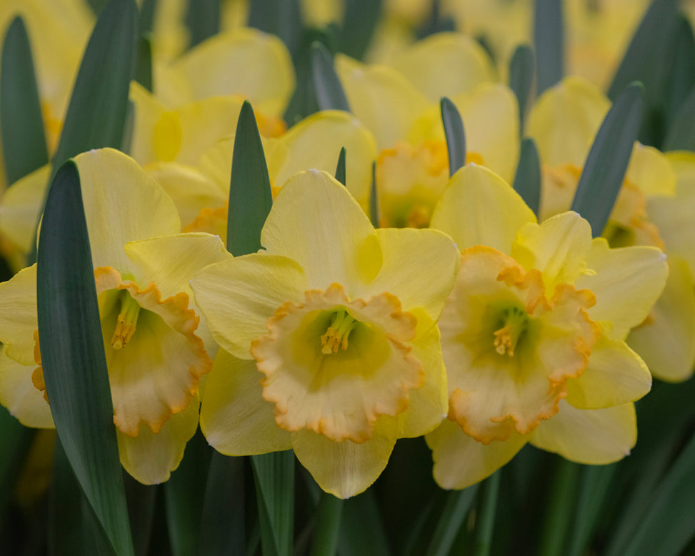Narcissus 'Alexis Beauty'