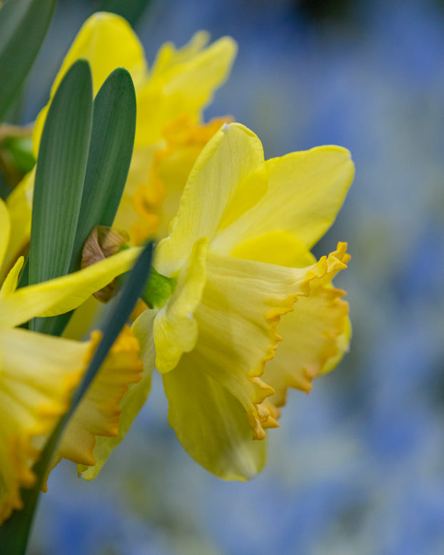 Narcissus 'Alexis Beauty'