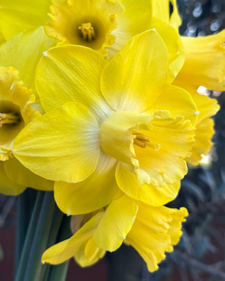 Narcissus 'Amber Castle' Narcissus 'Amber Castle'