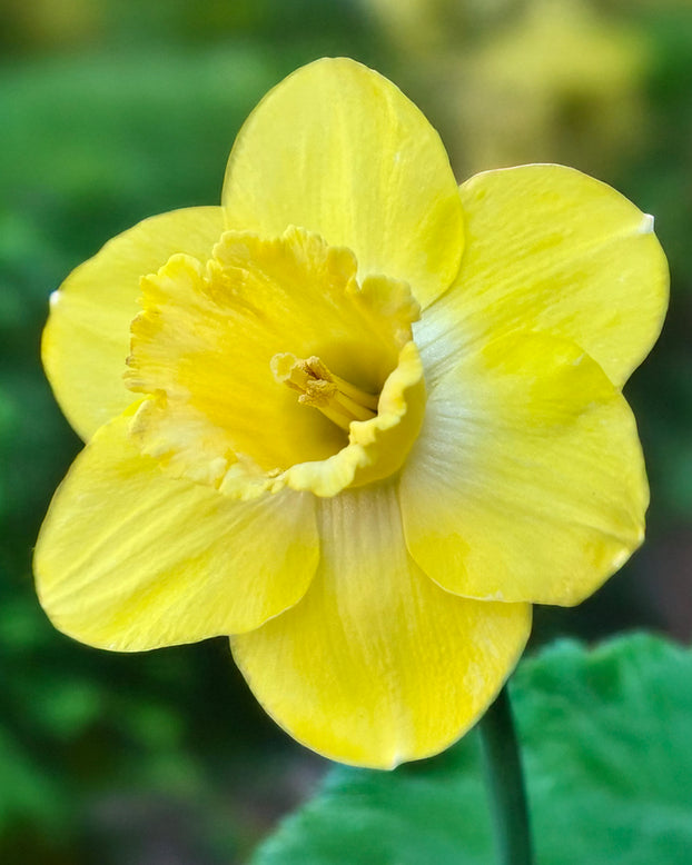 Narcissus 'Amber Castle'