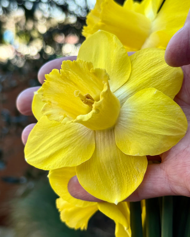 Narcissus 'Amber Castle'