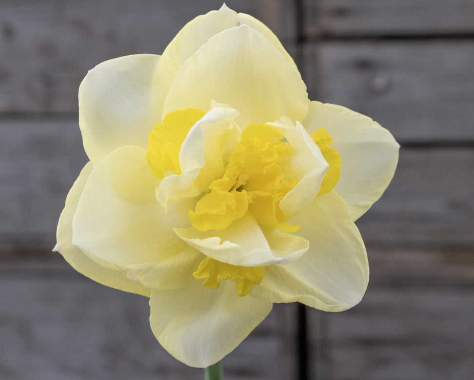 Narcissus 'Angkor'