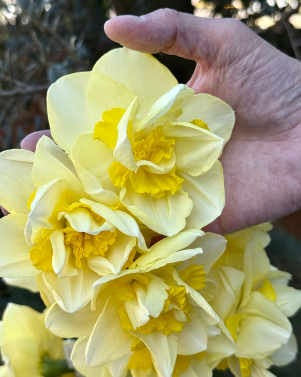 Narcissus 'Angkor'