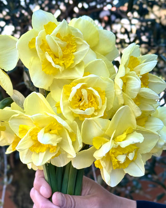 Narcissus 'Angkor' Narcissus 'Angkor'