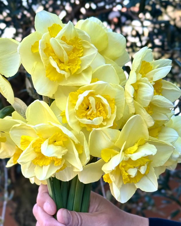Narcissus 'Angkor'