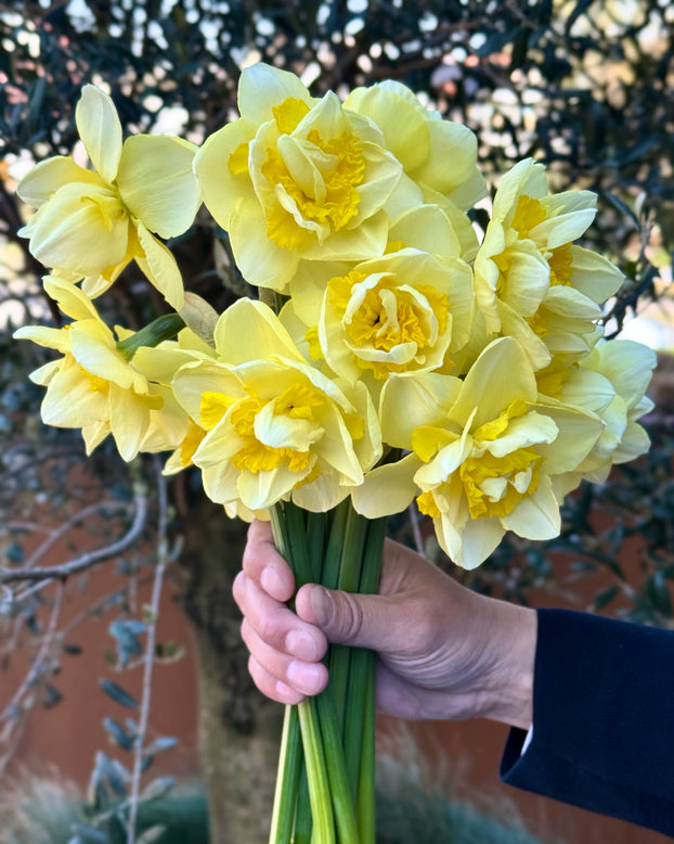 Narcissus 'Angkor'