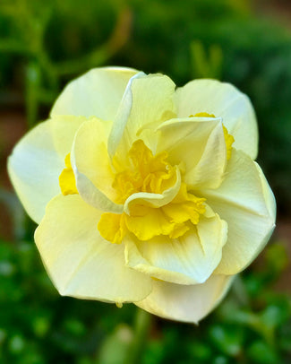 Narcissus 'Angkor' Narcissus 'Angkor'