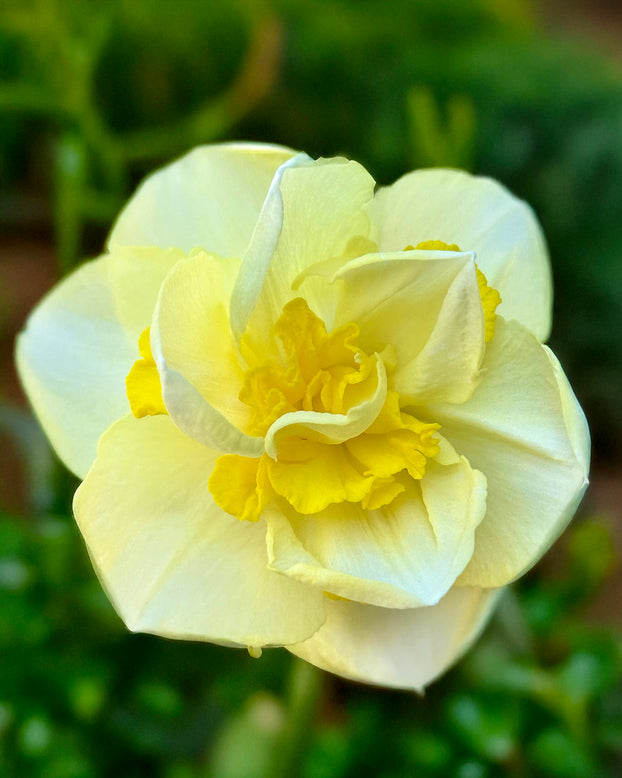 Narcissus 'Angkor'
