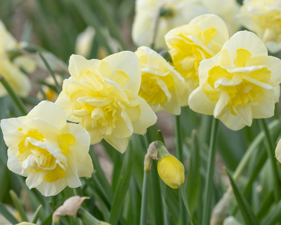 Narcissus 'Angkor'