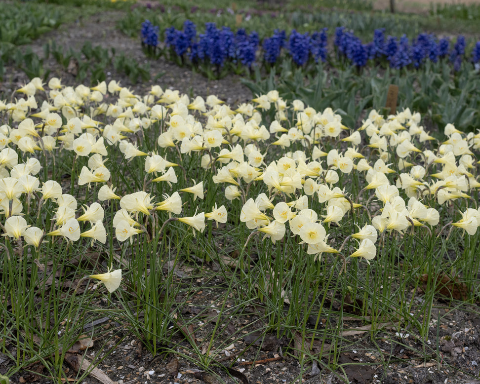 Narcissus 'Arctic Bells'