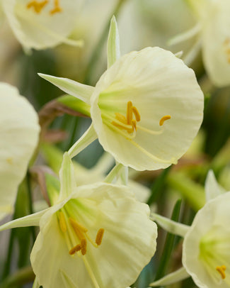 Narcissus 'Arctic Bells' Narcissus 'Arctic Bells'