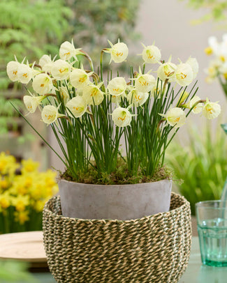 Narcissus 'Arctic Bells' Narcissus 'Arctic Bells'