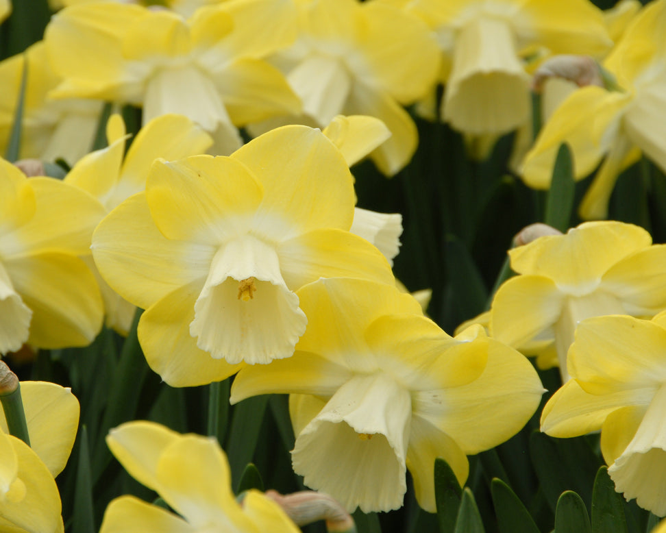 Narcissus 'Avalon'
