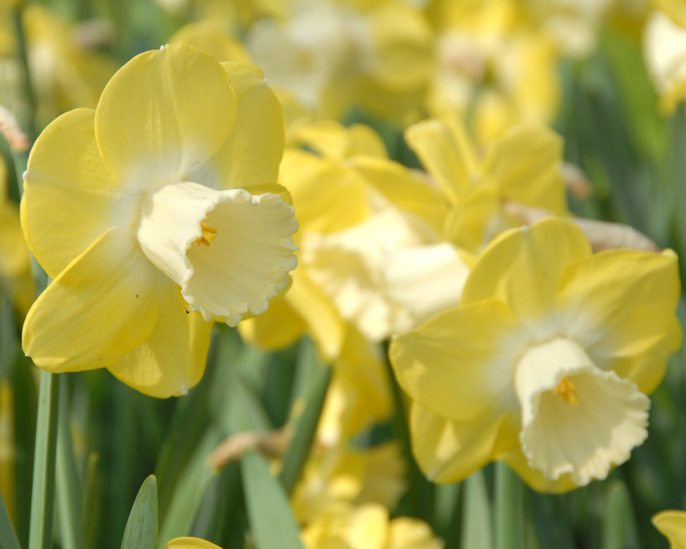 Narcissus 'Avalon'