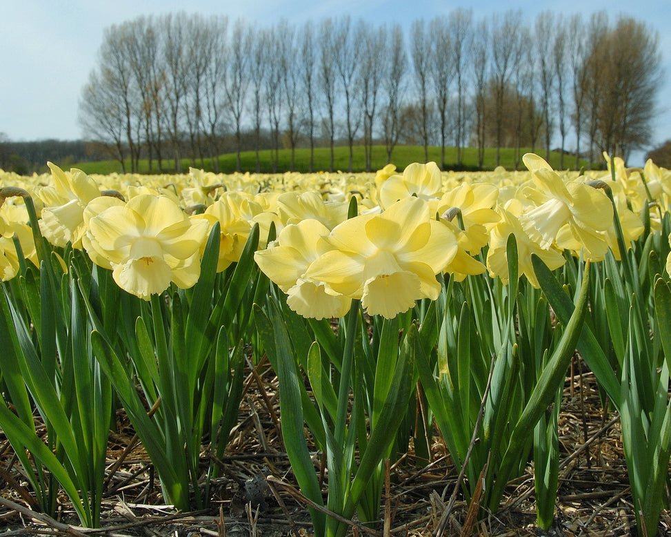 Narcissus 'Avalon'