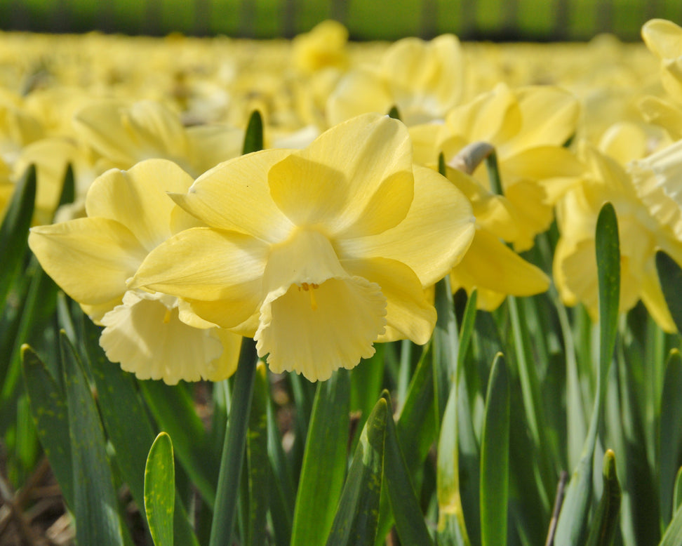 Narcissus 'Avalon'