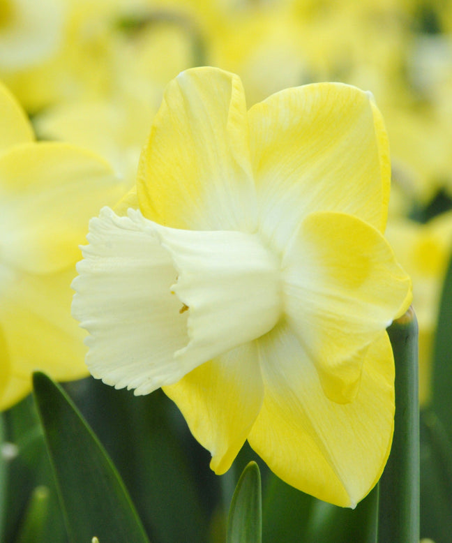 Narcissus 'Avalon'