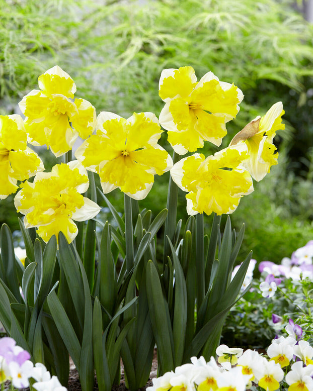 Narcissus 'Banana Splash'