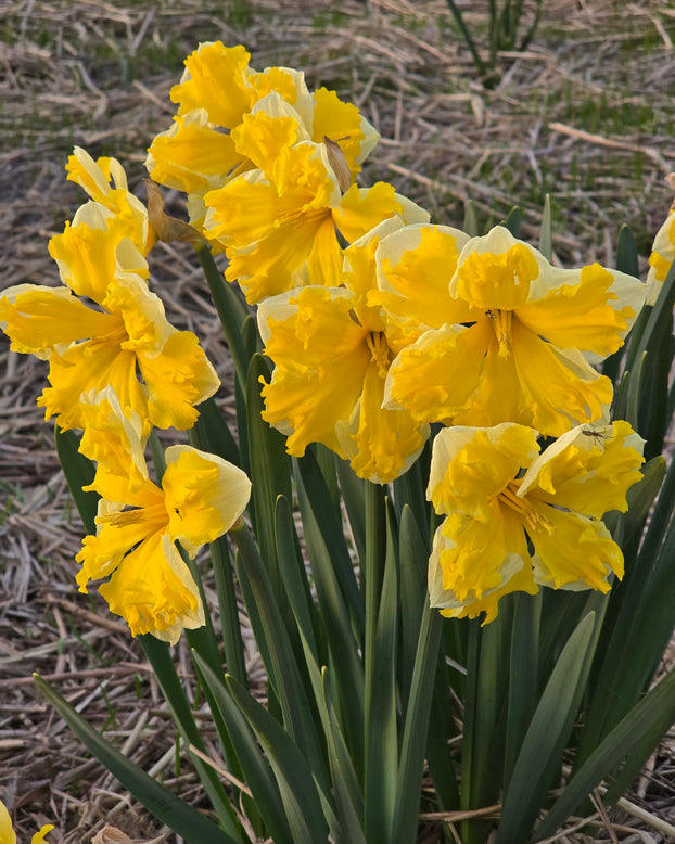 Narcissus 'Banana Splash'