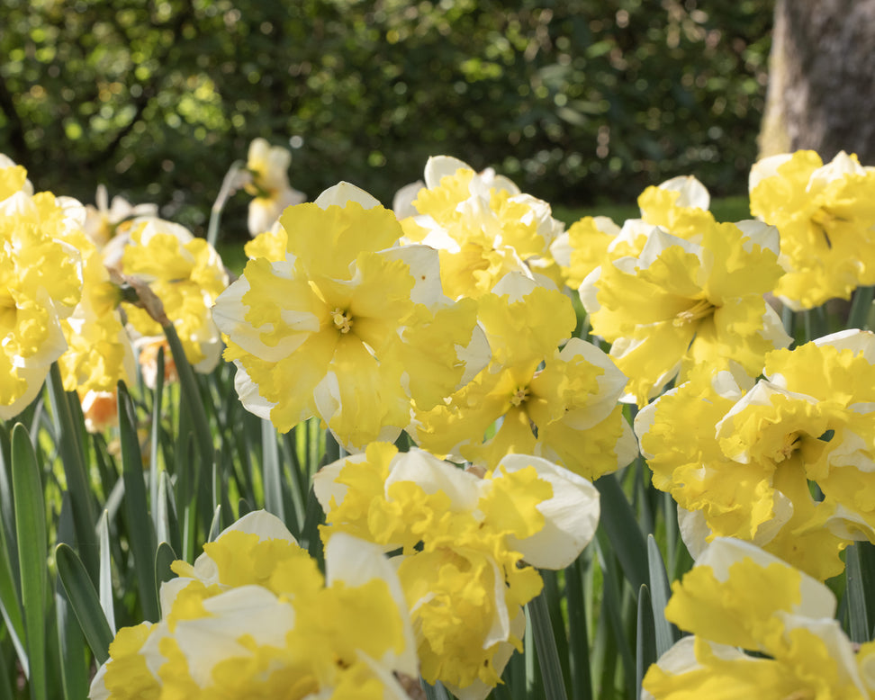 Narcissus 'Banana Splash'