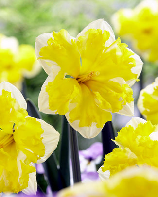 Narcissus 'Banana Splash' Narcissus 'Banana Splash'