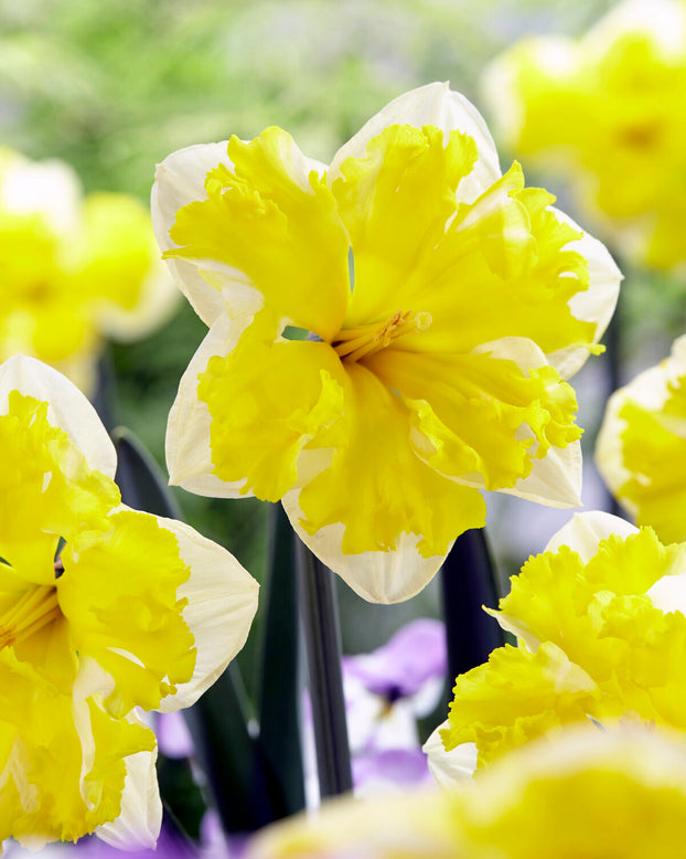 Narcissus 'Banana Splash'