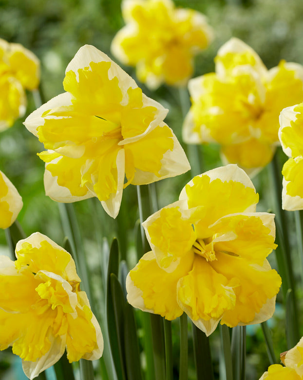 Narcissus 'Banana Splash'