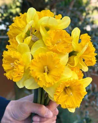 Narcissus 'Bea Wolf' Narcissus 'Bea Wolf'