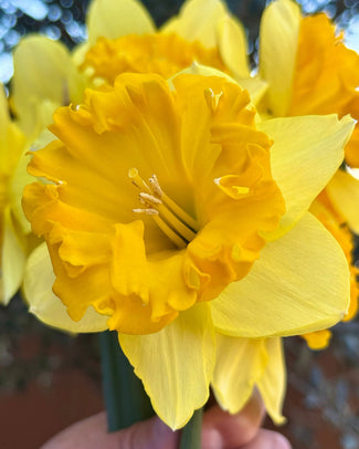 Narcissus 'Bea Wolf' Narcissus 'Bea Wolf'