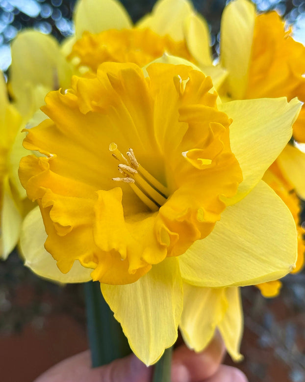 Narcissus 'Bea Wolf'