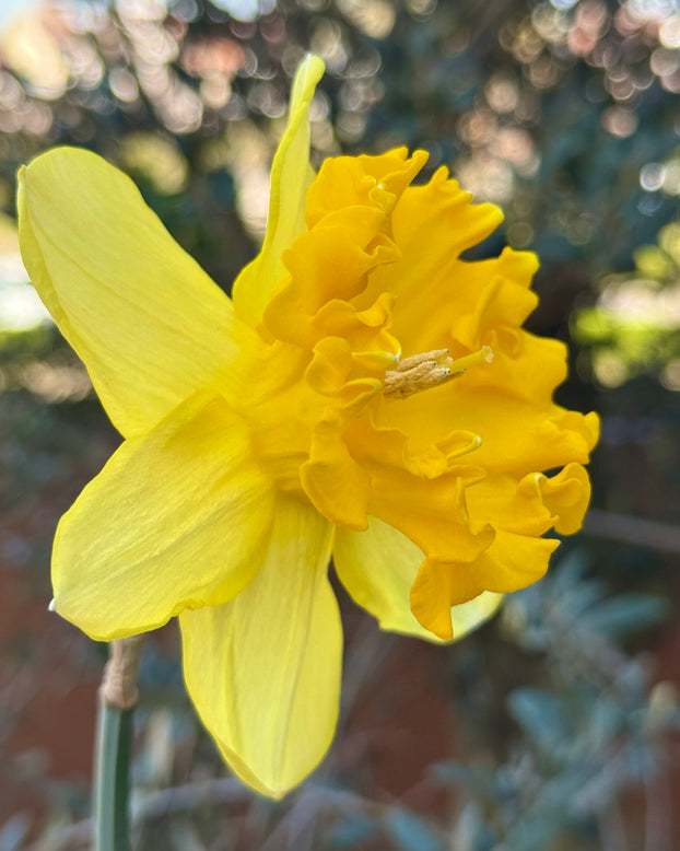 Narcissus 'Bea Wolf'