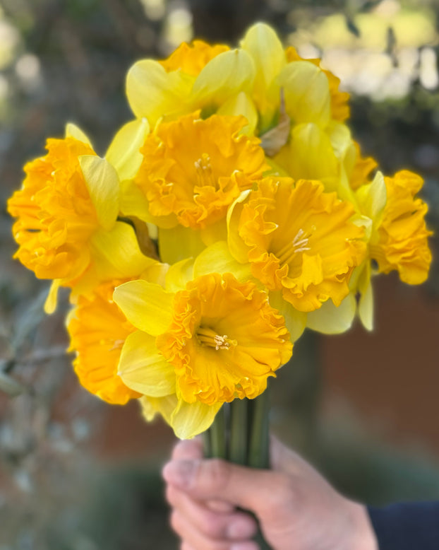 Narcissus 'Bea Wolf'