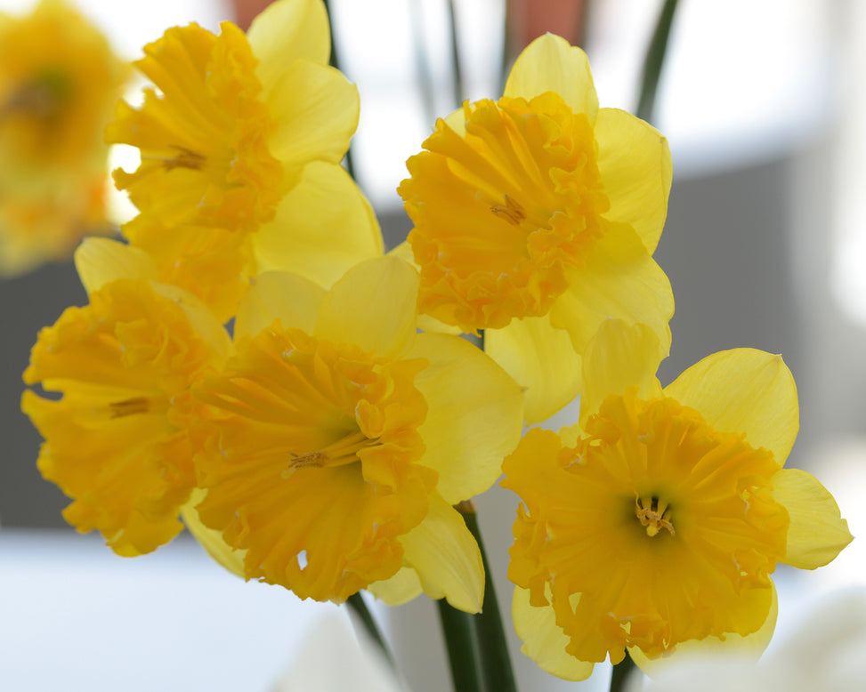 Narcissus 'Bea Wolf'