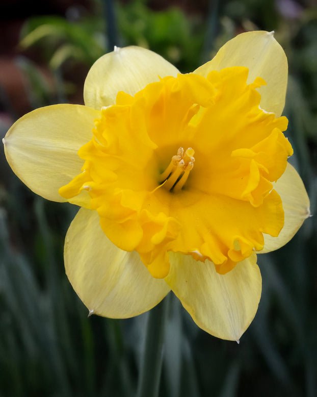 Narcissus 'Bea Wolf'