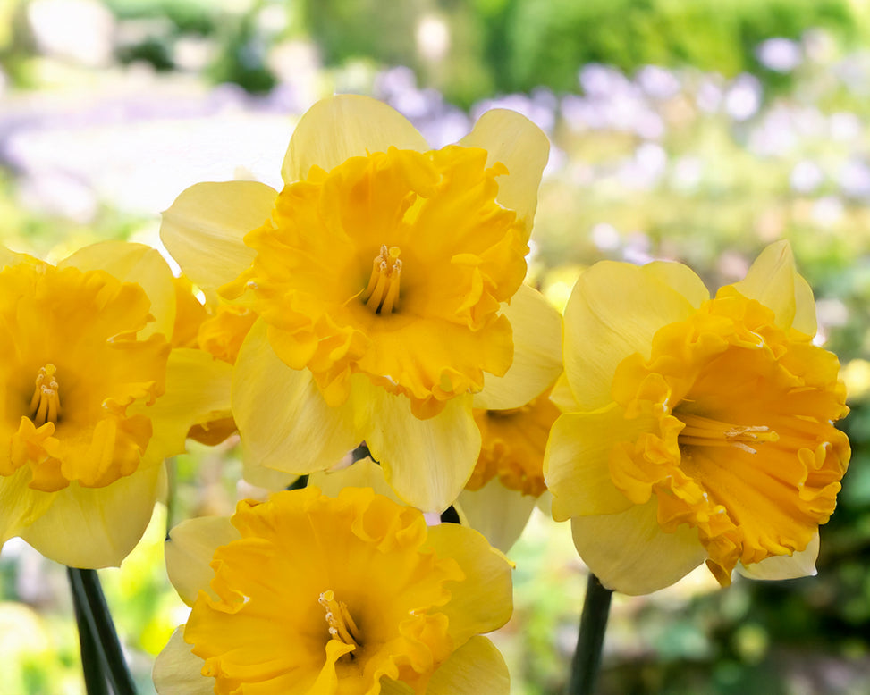 Narcissus 'Bea Wolf'
