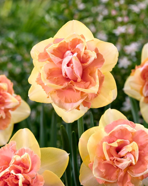 Narcissus 'Bellabombe'