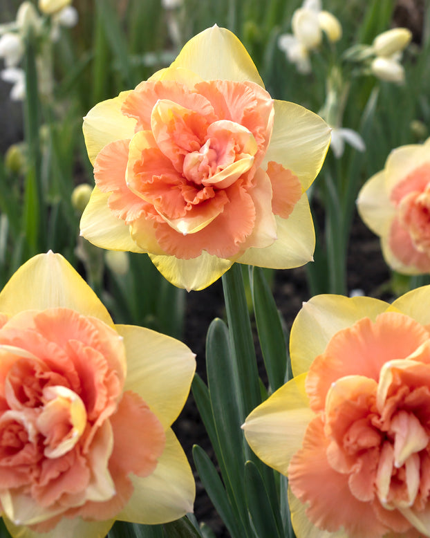 Narcissus 'Bellabombe'