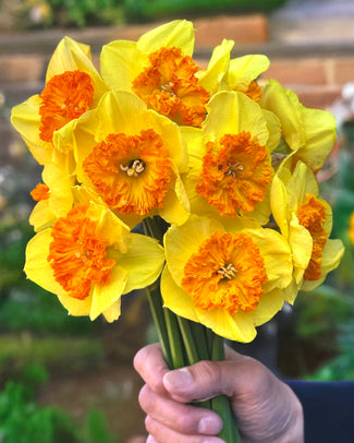 Narcissus 'Berlin' Narcissus 'Berlin'