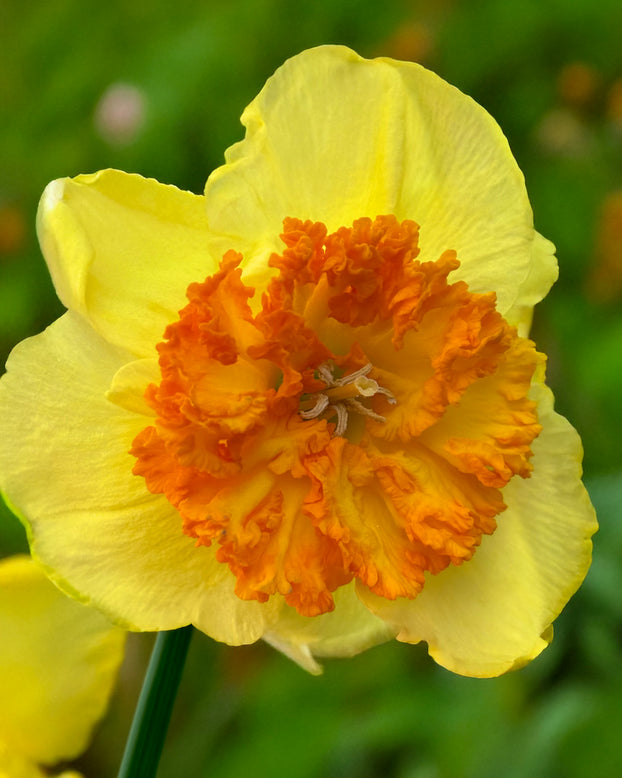 Narcissus 'Berlin'