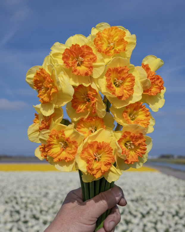 Narcissus 'Berlin'