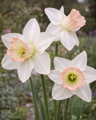 Narcissus 'Blushing Belle' Narcissus 'Blushing Belle'