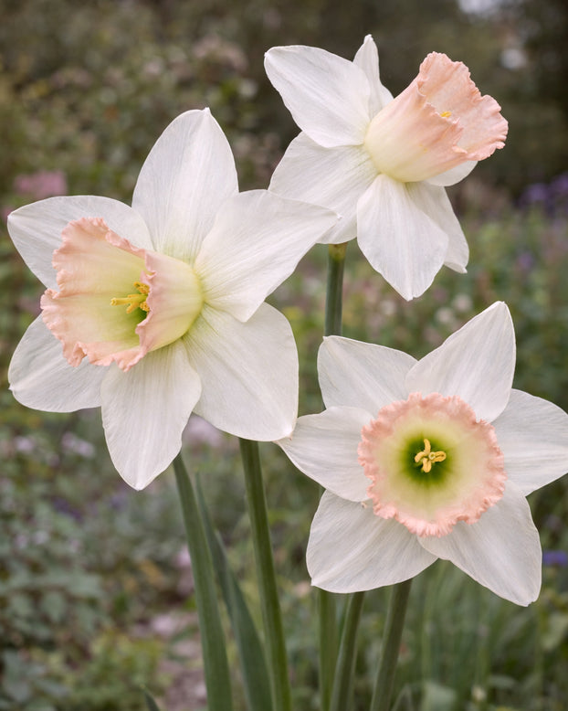 Narcissus 'Blushing Belle'