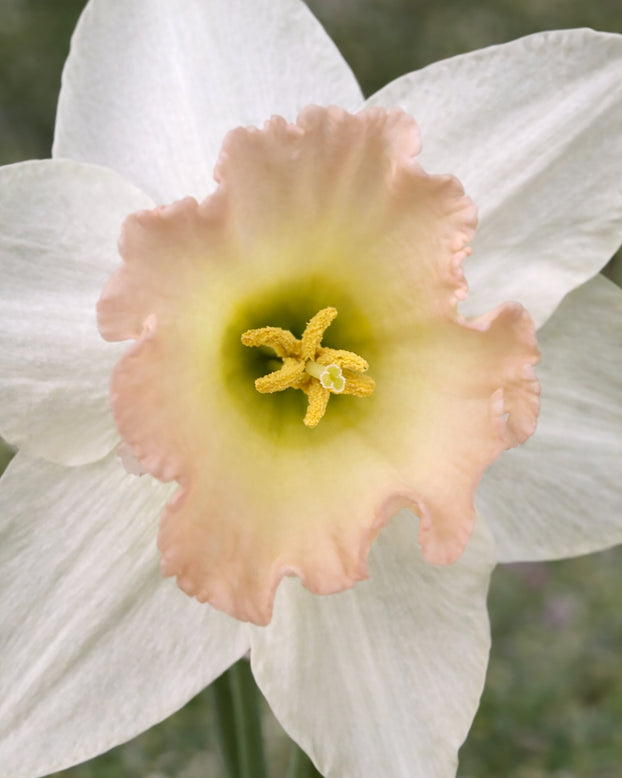 Narcissus 'Blushing Belle'