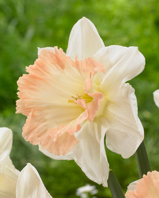 Narcissus 'British Gamble' Narcissus 'British Gamble'