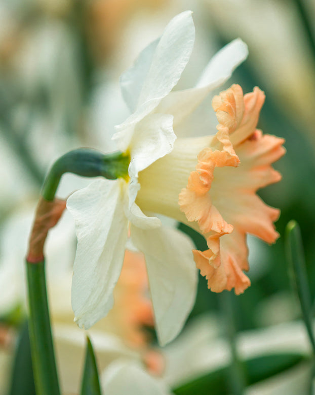 Narcissus 'British Gamble'
