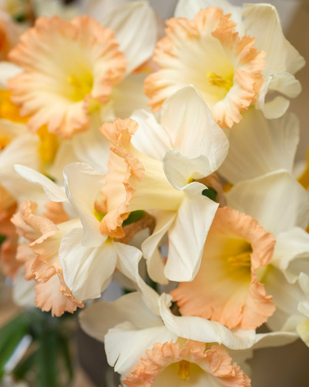 Narcissus 'British Gamble'