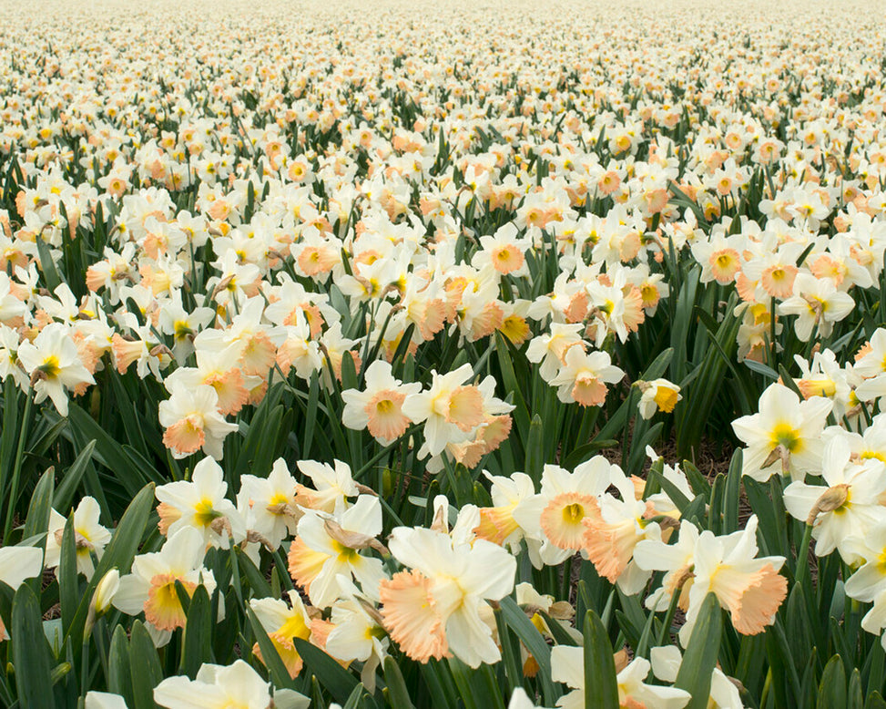 Narcissus 'British Gamble'